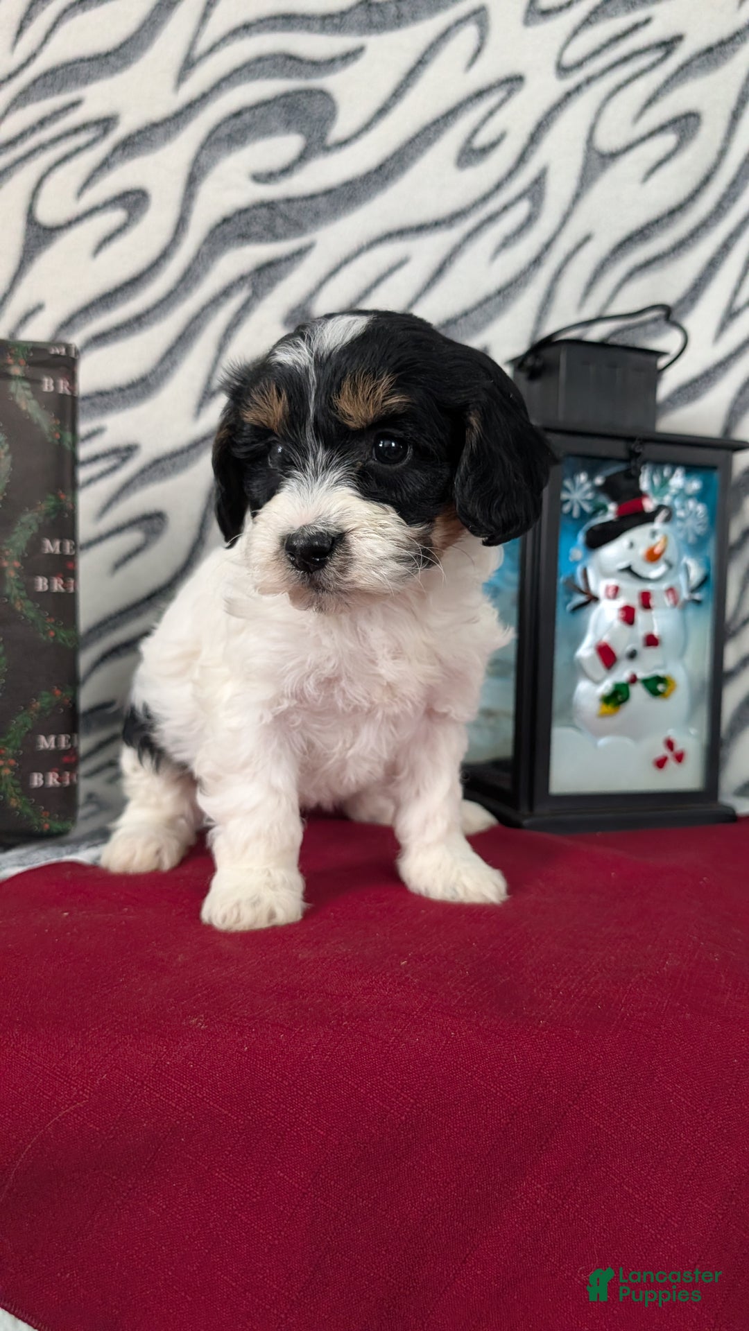 Mixed Breed dogs for sale: Alana - Ad 4