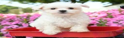 Maltese dogs for sale: Yoshi - Ad 3