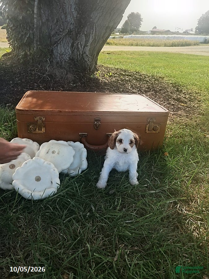 Cavapoo dogs Willow - Ad 2