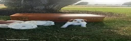 Cavapoo dogs for sale: Willow - Ad 2
