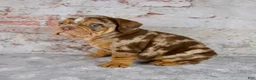Beabull dogs for sale: Ginger - Ad 3