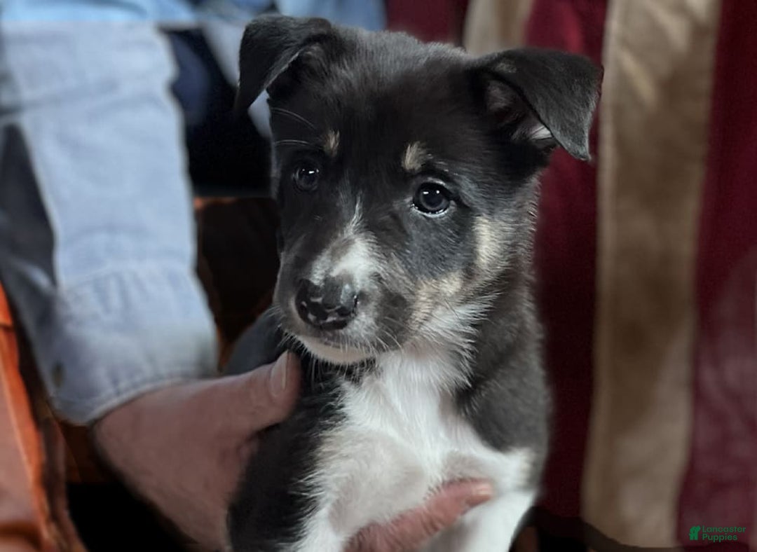 Gallery Image {{count}}