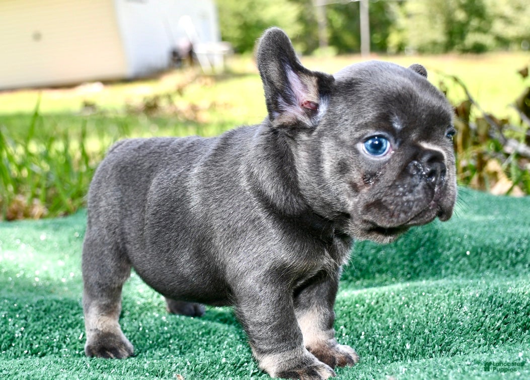 French Bulldog dogs French Bulldog 2 - Ad 1