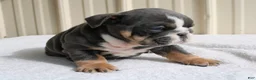 English Bulldog dogs for sale: Bailey  - Ad 1