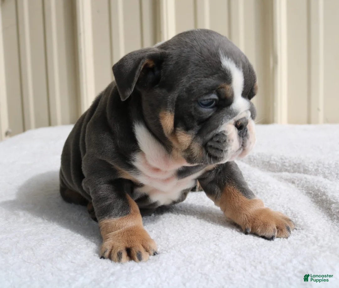 English Bulldog dogs for sale: Bailey  - Ad 1