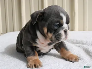 English Bulldog dogs for sale: Bailey - Ad 1