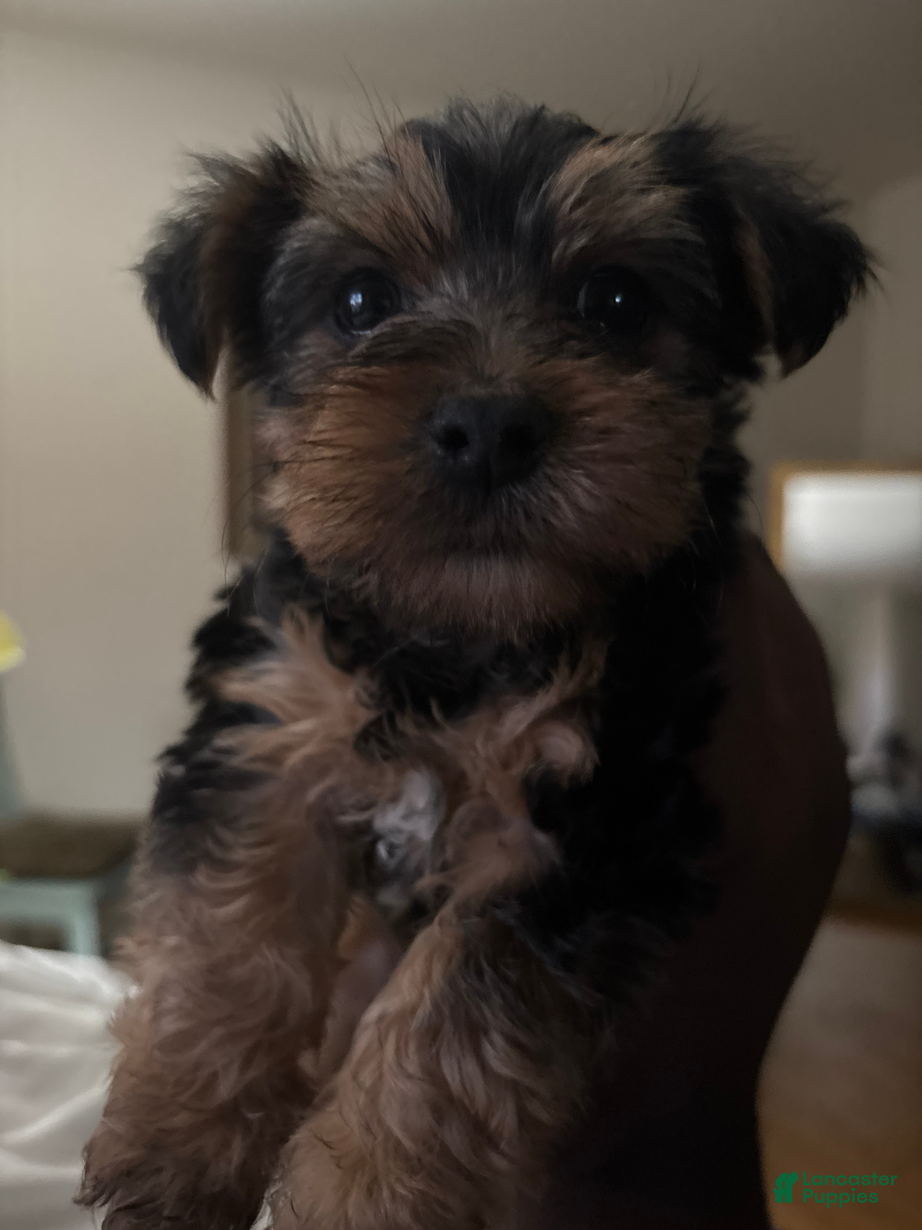 Yorkshire Terrier dogs Duke - Ad 1