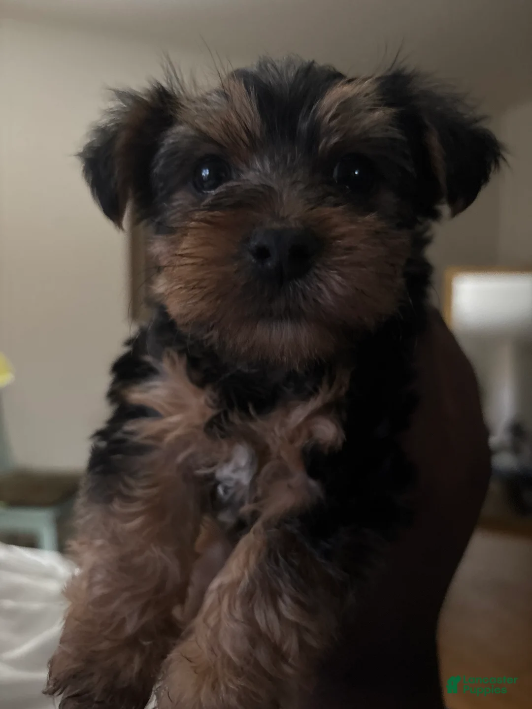 Yorkshire Terrier dogs for sale: Duke - Ad 1