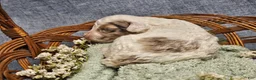 Mini Goldendoodle dogs for sale: Autumn - Ad 11