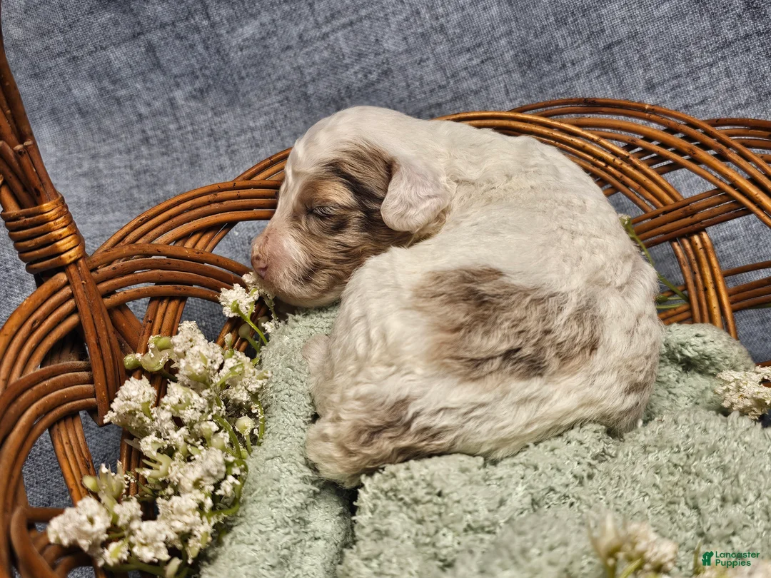 Mini Goldendoodle dogs for sale: Autumn - Ad 11