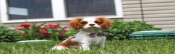 Cavalier King Charles Spaniel dogs for sale: Oliver - Ad 3