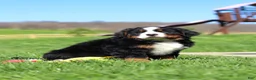 Bernese Mountain Dog dogs for sale: Florence - Ad 11