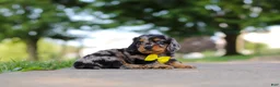 Miniature Dachshund dogs for sale: Kumquat - Ad 12