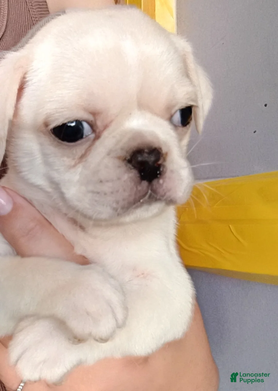 Pug dogs for sale: Titan - Ad 2