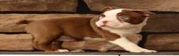 Boston Terrier dogs for sale: Wilbur - Ad 4