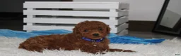 Miniature Poodle dogs for sale: Simba  - Ad 4