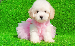 Maltipoo dogs for sale: FEMALE - Image 4