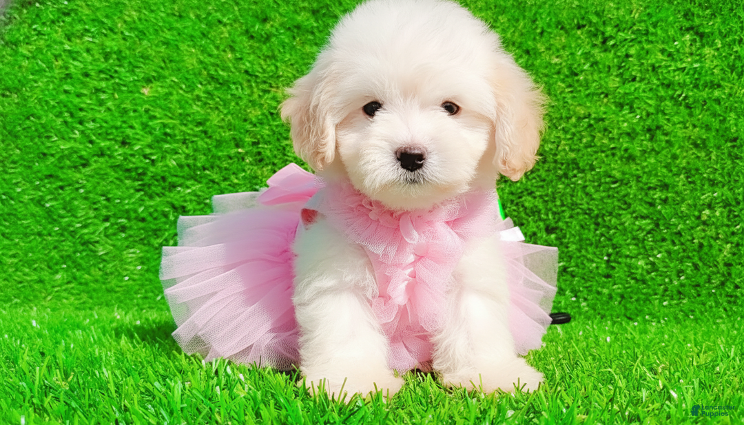 Maltipoo dogs for sale: FEMALE - Image 4