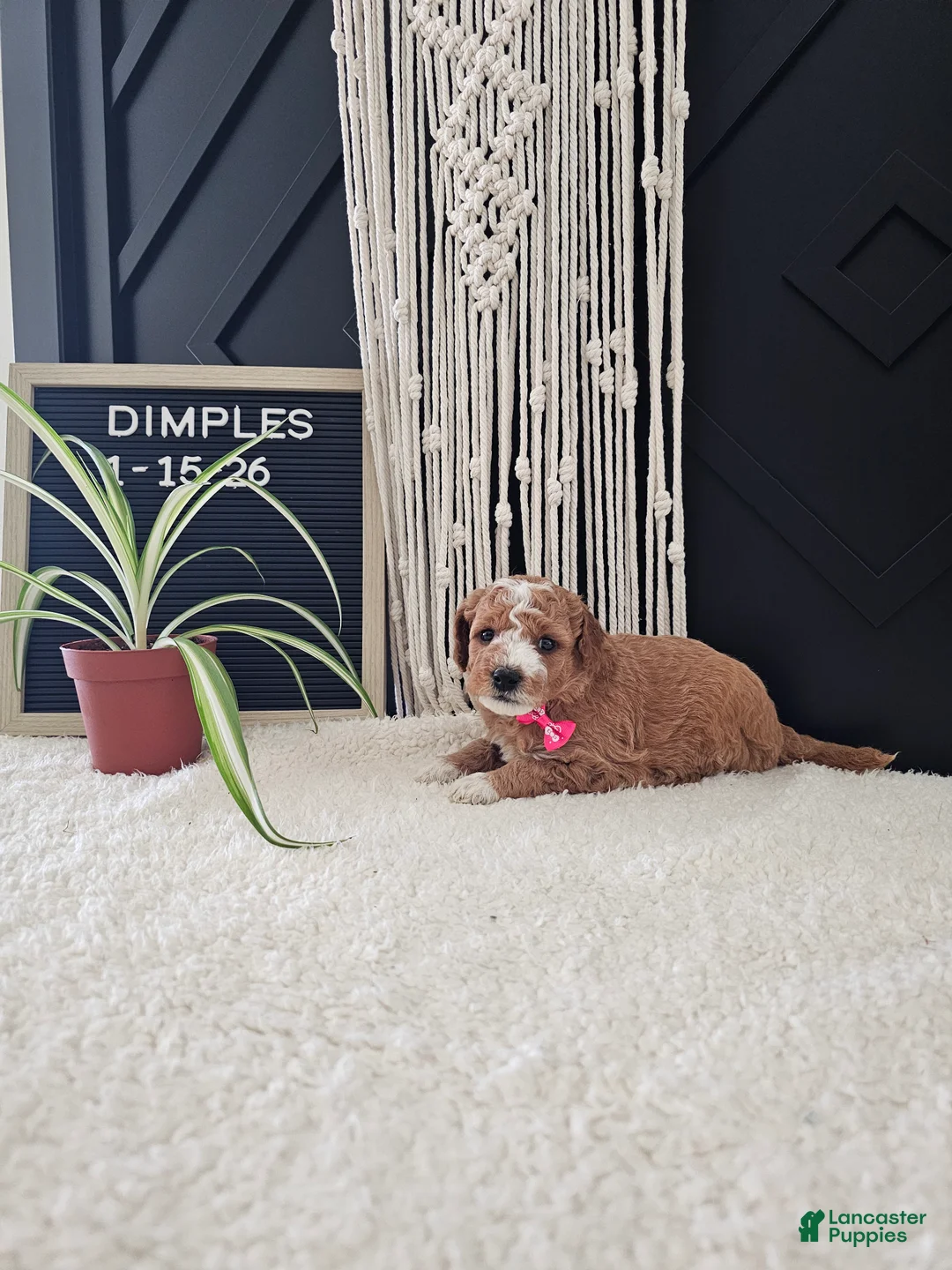 Mini Goldendoodle dogs for sale: Dimples - Ad 11