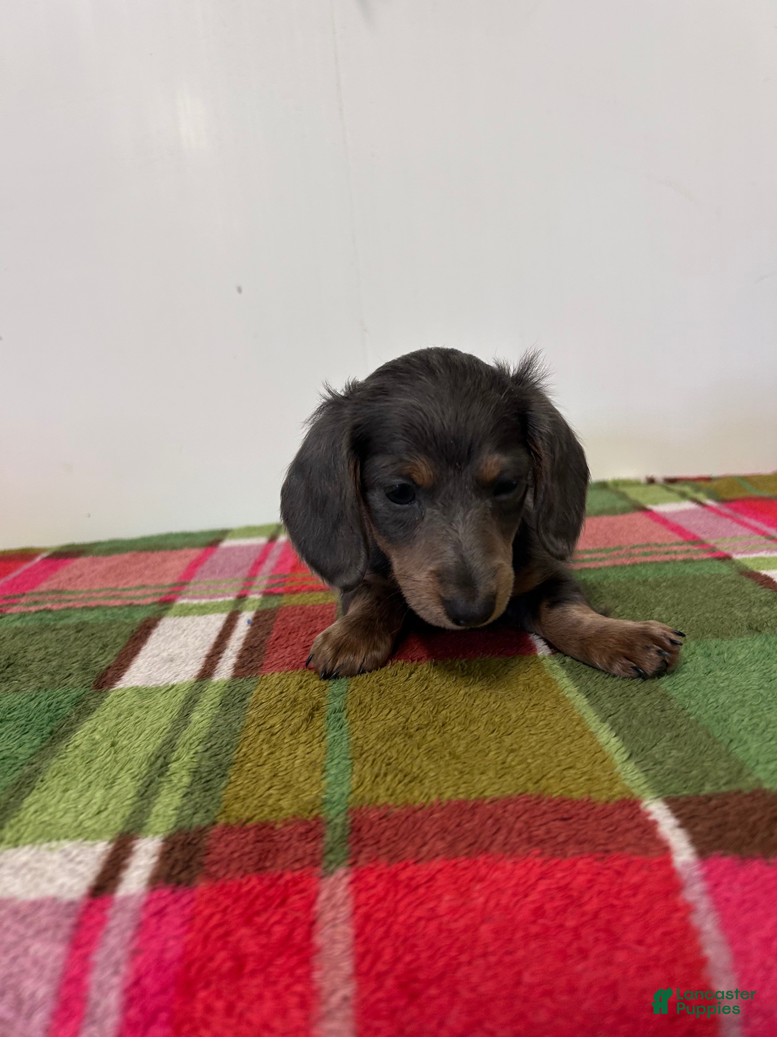 Miniature Dachshund dogs Nori - Ad 2