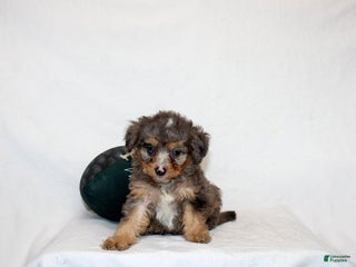 Mini Bernedoodle dogs - Ad 2