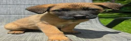 Mixed Breed dogs for sale: Mixed Breed Puppy 1 - Ad 2