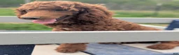 Miniature Poodle dogs for sale: Spankie - Ad 7