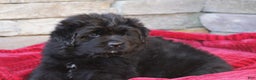 Newfoundland dogs for sale: Isla - Ad 2