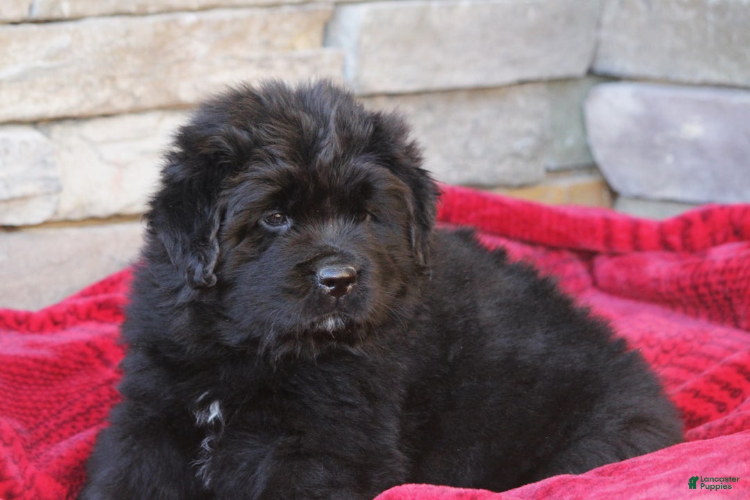 Newfoundland dogs for sale: Isla - Ad 2