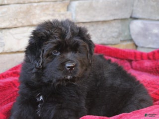 Newfoundland dogs Isla - Ad 12