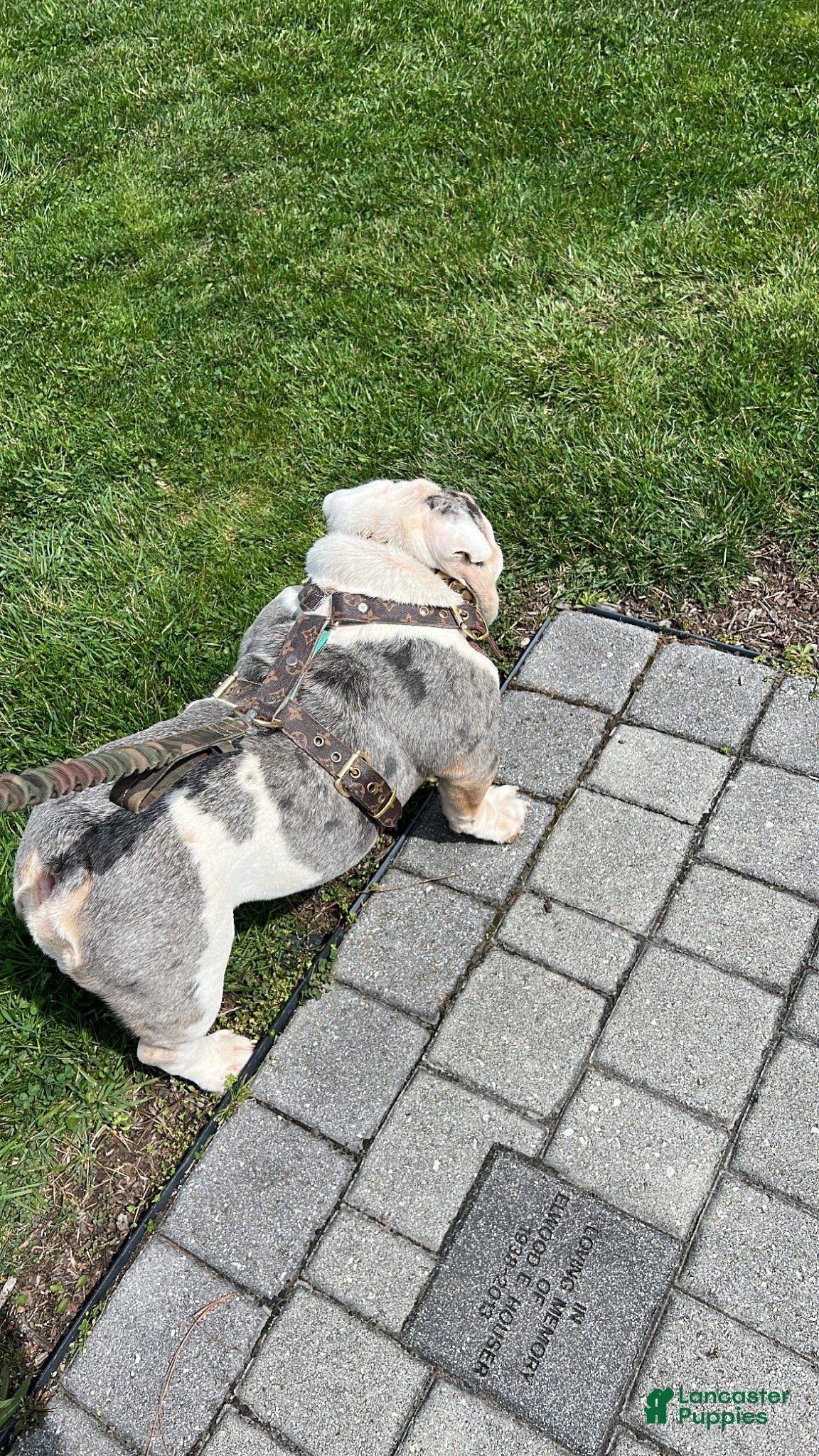 English Bulldog dogs Nature boy for stud  - Ad 2