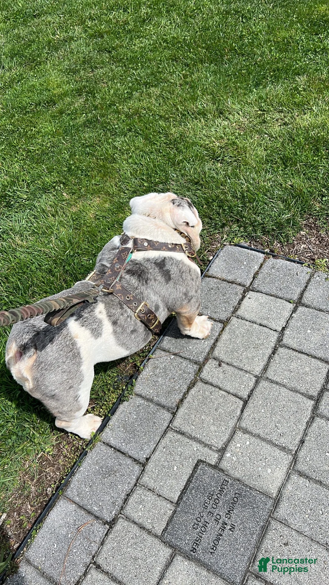 English Bulldog dogs for stud: Nature boy for stud  - Ad 2