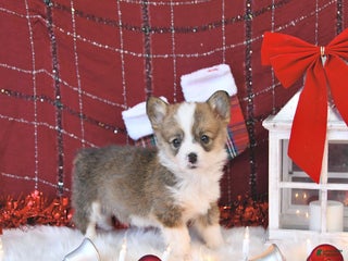 Welsh Corgi Pembroke dogs Bitzy EXTRA SMALL - Ad 13