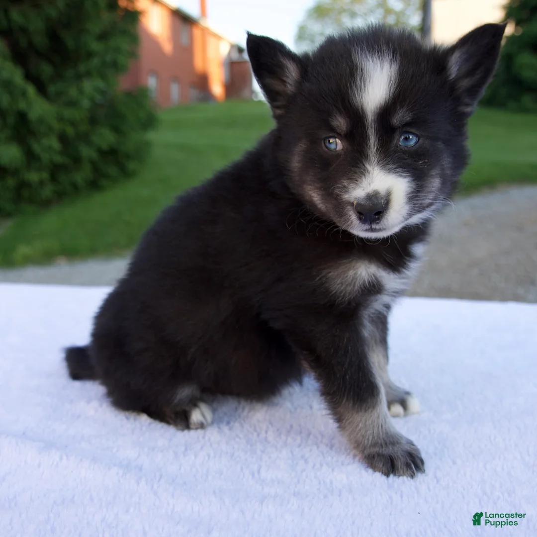Pomsky dogs for sale: Maverick - Ad 2