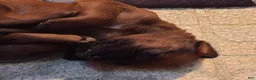 Redbone Coonhound dogs for sale: Redbone Coonhound 9(black) - Ad 16