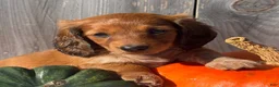 Miniature Dachshund dogs for sale: Autumn - Ad 5