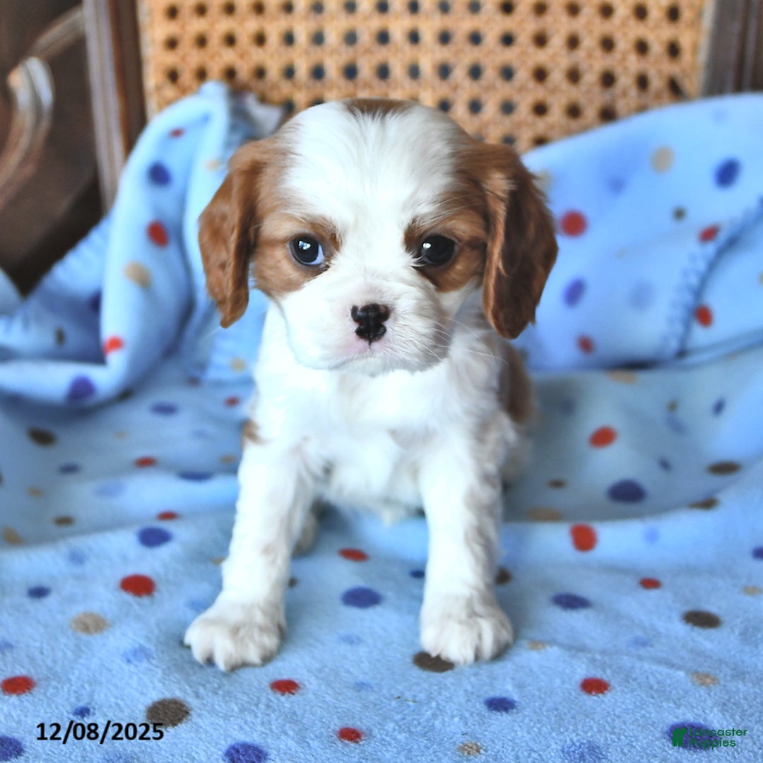 Cavalier King Charles Spaniel dogs for sale: Rosie - Ad 2
