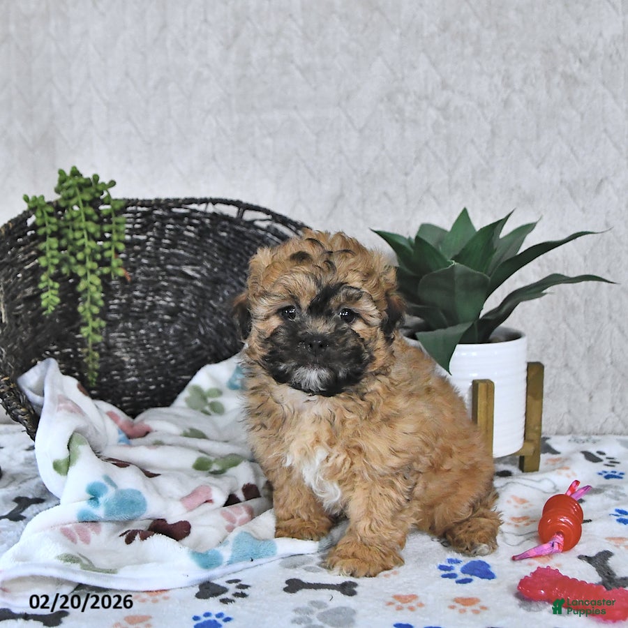 Shihpoo dogs Callie - Ad 2