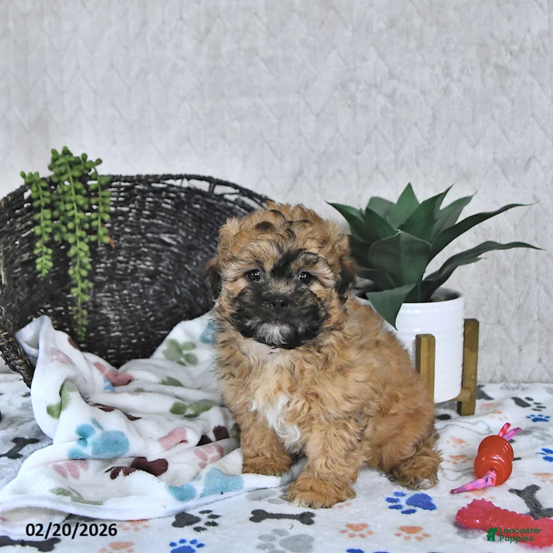 Shihpoo dogs for sale: Callie - Ad 2