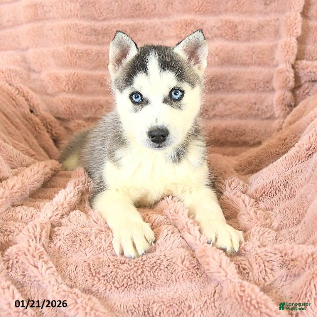 Siberian Husky dogs for sale: Radar - Ad 5