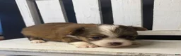 Chihuahua dogs for sale: Rocky - Ad 18