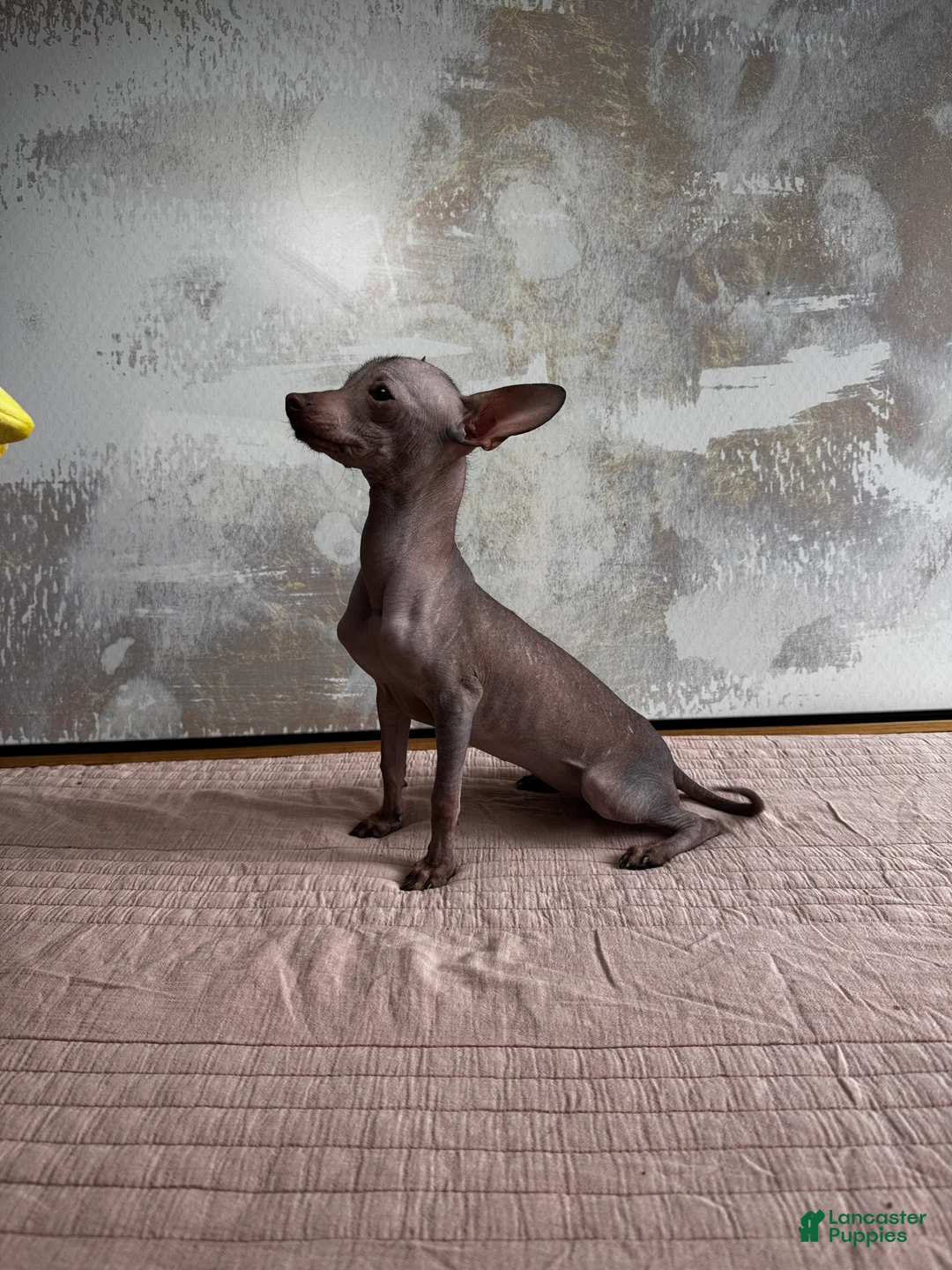 Mixed Breed dogs for sale: Cleopatra  - Ad 12