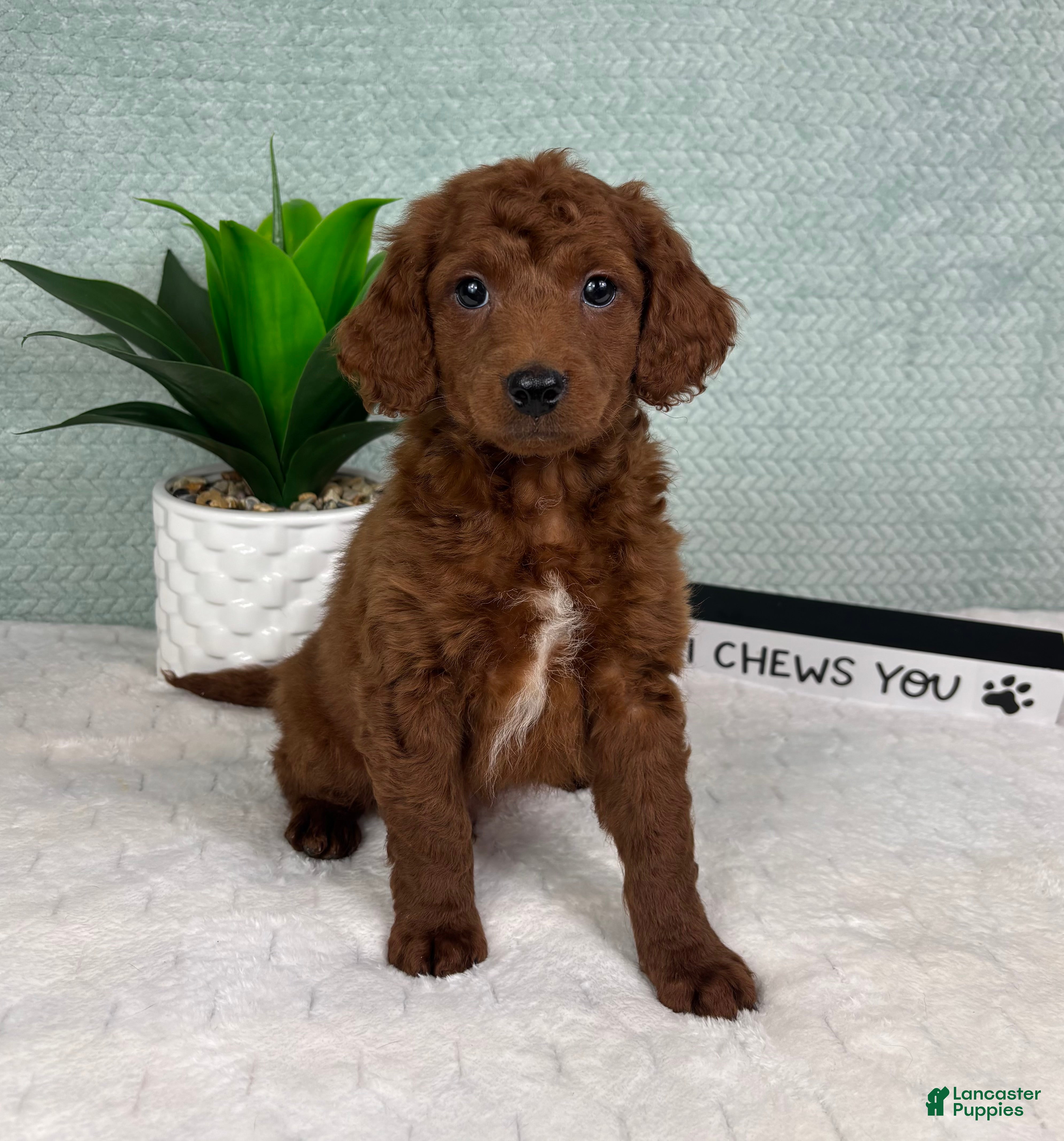 Mini Goldendoodle dogs Mason - Ad 22