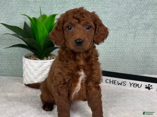 Mini Goldendoodle dogs Mason - Ad 7