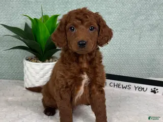 Mini Goldendoodle dogs Mason - Ad 29