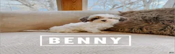 Cavapoo dogs for sale: Benny - Ad 1