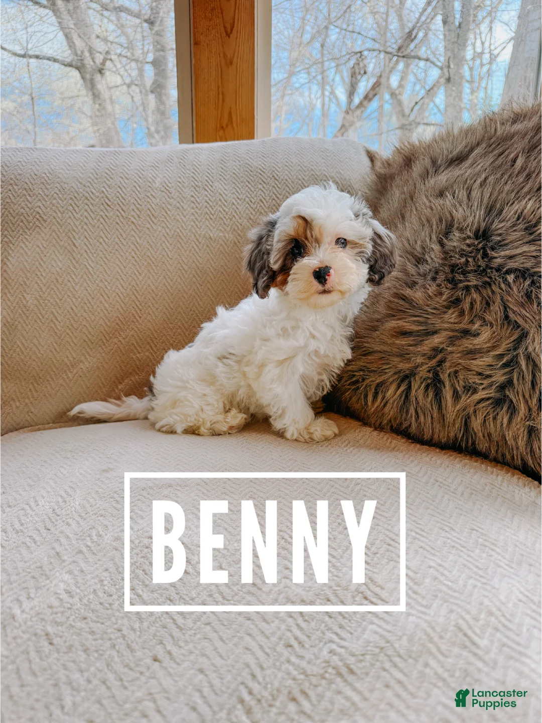 Cavapoo dogs for sale: Benny - Ad 1