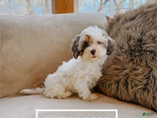 Cavapoo dogs Benny - Ad 10