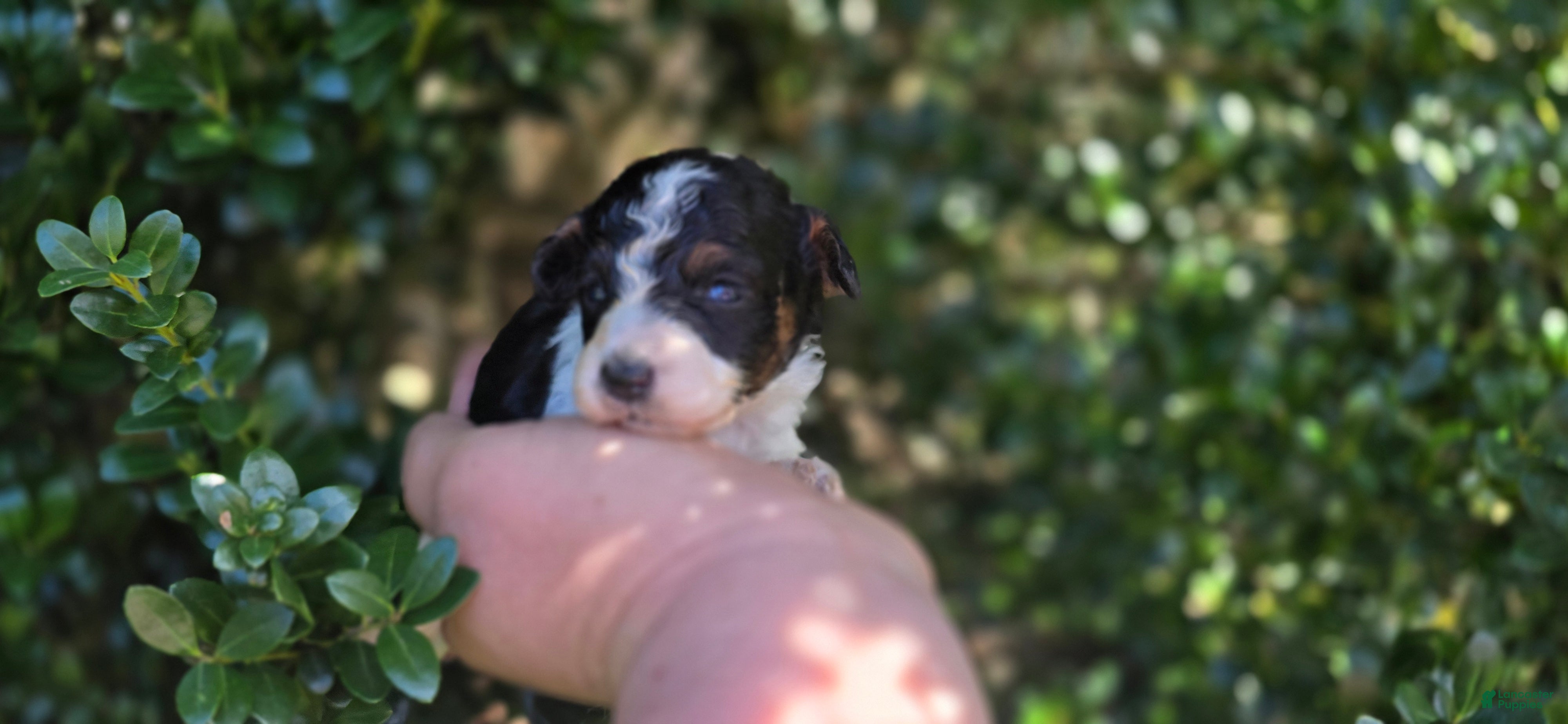 Maltipoo dogs Topaz  - Ad 29