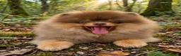 Pomeranian dogs for sale: Pomeranian 1 - Ad 6